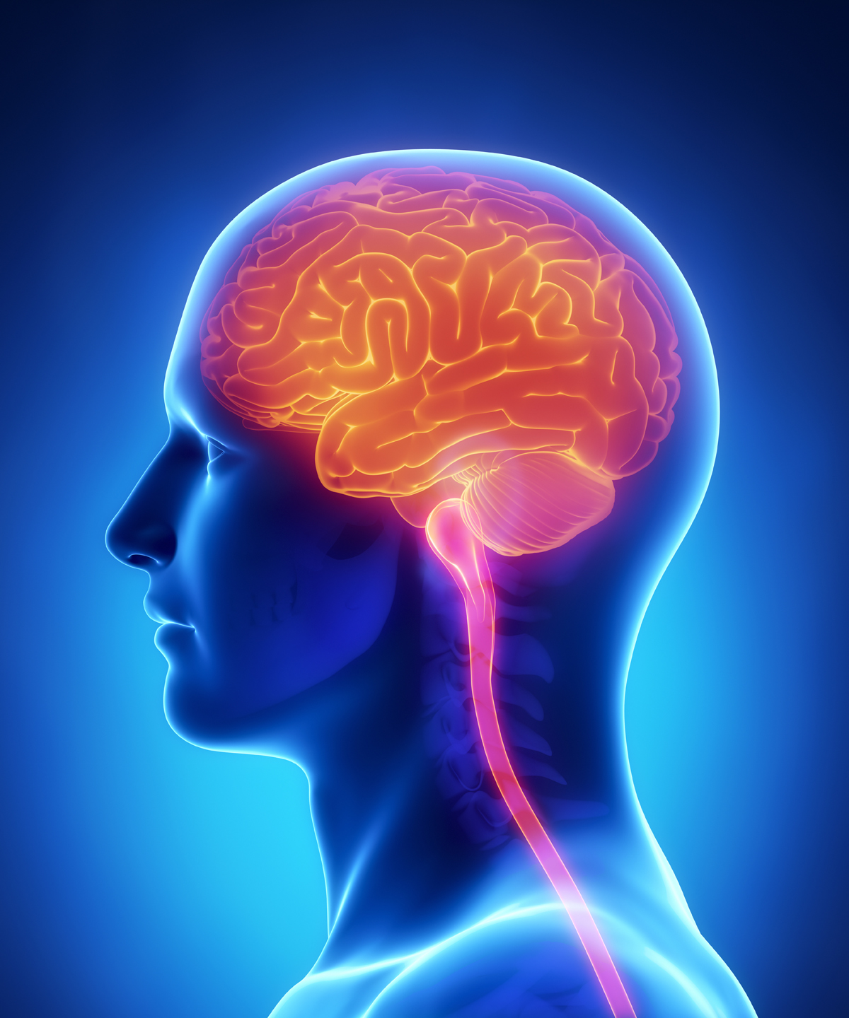 Brain and spinal cord anatomy – cross section